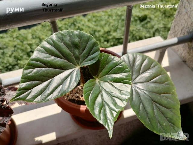 Бегония Трусарди , снимка 3 - Стайни растения - 53831428