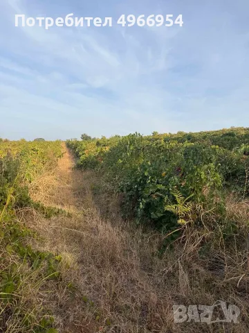 🍇 ПРОДАВАМ ВИНЕНО ГРОЗДЕ МЕРЛО – ДИРЕКТНО ОТ ПРОИЗВОДИТЕЛ, ЛОМ, снимка 3 - Други стоки за дома - 56330997