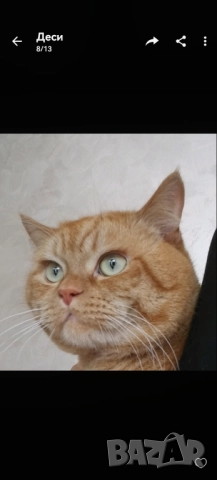 Продавам британец за разплод или за домашен любимец, снимка 5 - Британска късокосместа - 51553904