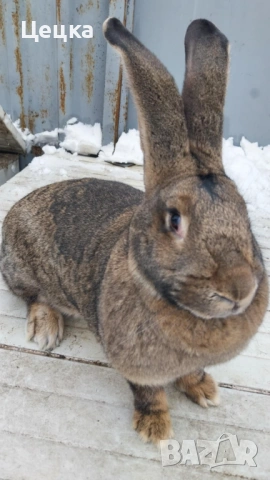 Продавам зайка, снимка 4 - Други - 52810039