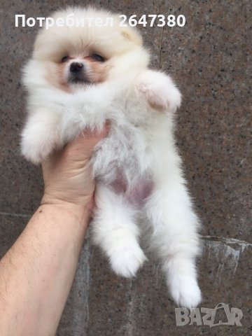 Померан Померанчета, снимка 2 - Померан - 39406000