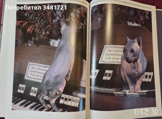 Енциклопедия на котките / The Encyclopedia of Cats, снимка 12 - Енциклопедии, справочници - 53748624