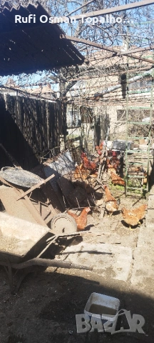 продавам петли за разплод или клане