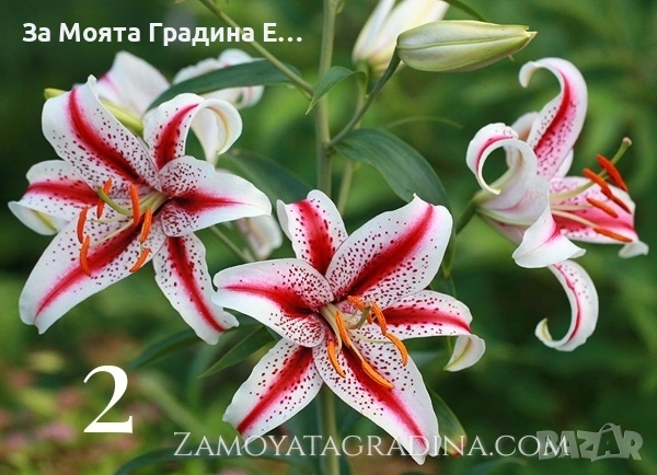 Лилиум 5 цвята