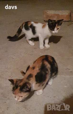 Малки котета – различни шарки, снимка 10 - Други - 51941131