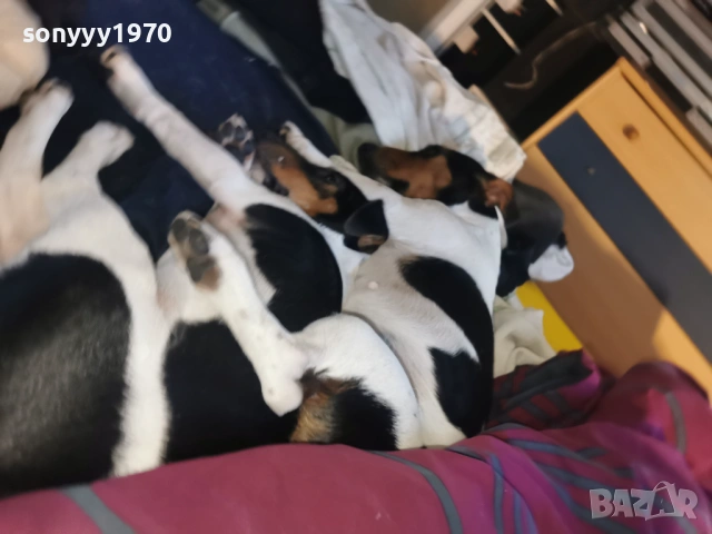 джак ръсел-куче 1бр 1501261713, снимка 6 - Джак ръсел териер - 53112030