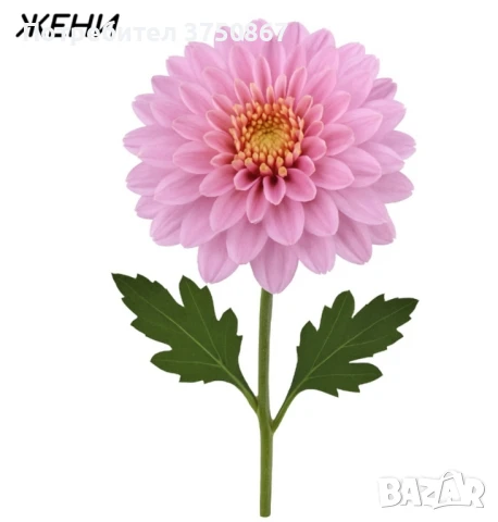 💞😍♥️ Уникални български хризантеми – селекция, създадена с грижа! 💞♥️💞, снимка 2 - Градински цветя и растения - 50782033