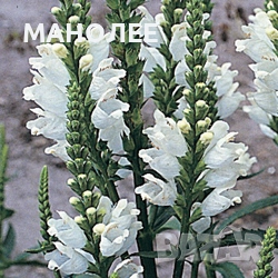 Физостегия-2 цвята, снимка 2 - Градински цветя и растения - 52089559