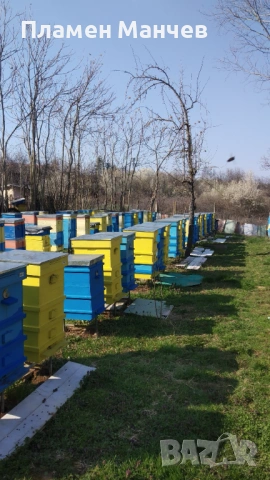 Продавам пчелни семейства, снимка 3 - Други - 53467376