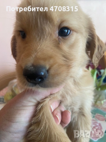 Голдън ретривър игриво момченце, снимка 6 - Голдън ретривър - 53655102