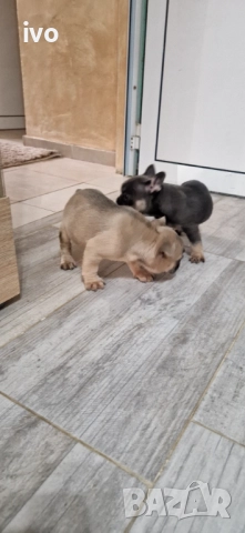 Френски булдочета, снимка 5 - Френски булдог - 52490080