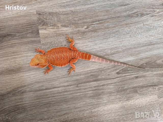 Брадати агами , снимка 5 - Други - 53431815