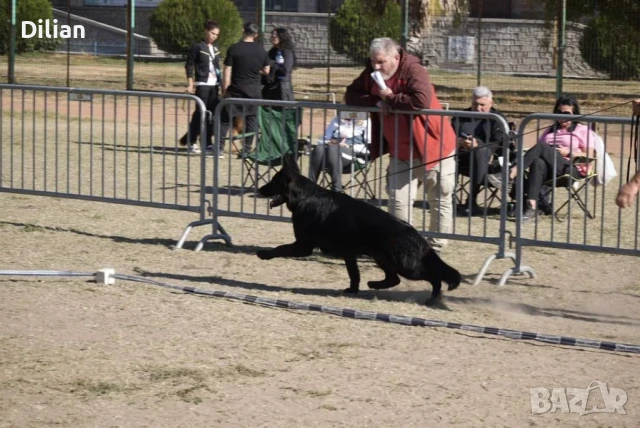 Продавам Малки Немски Овчарки, снимка 2 - Други - 51317897