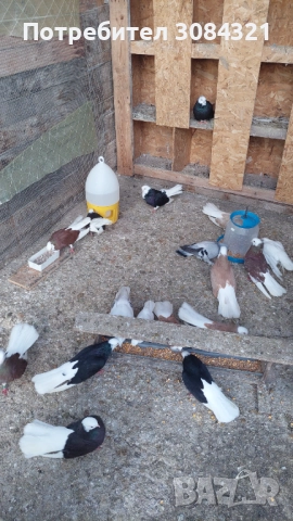 Продавам белослатински белоглави гълъби , снимка 5 - Гълъби - 52560526