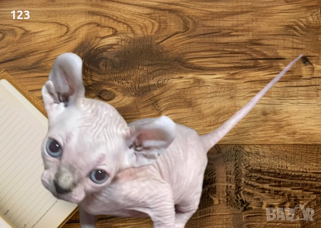 Канадски сфинкс и елф, снимка 7 - Сфинксове - 52148550