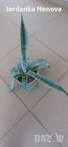 Агаве, снимка 2 - Стайни растения - 51561994