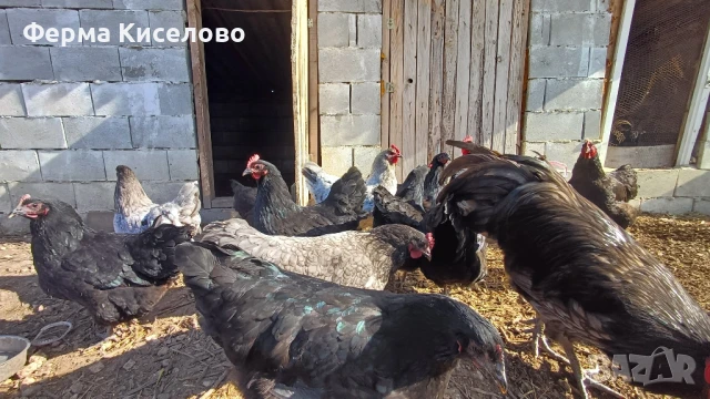 ято от австралорп три цвята, снимка 2 - Кокошки и пуйки - 51129465