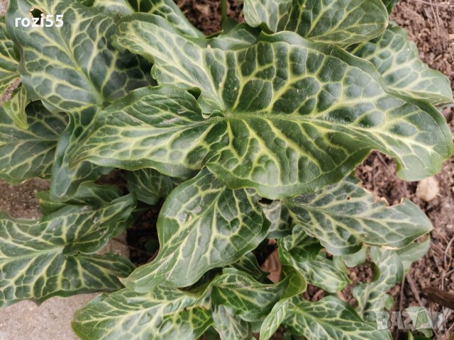 Градински цветя.