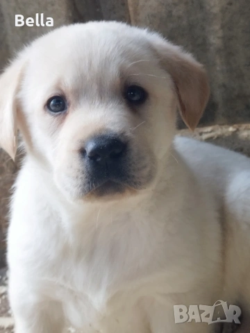 Лабрадор ретривър , снимка 5 - Лабрадор ретривър - 53119443
