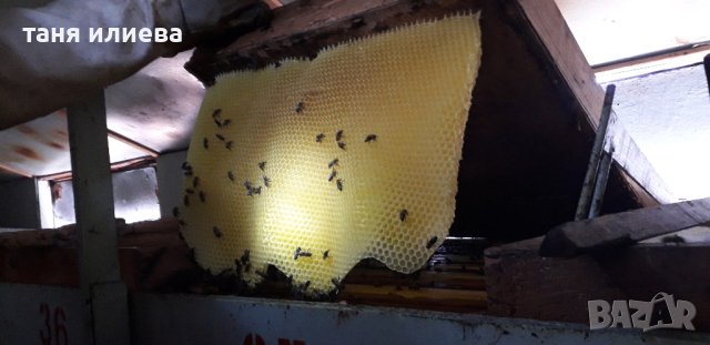Натурален пчелен мед-букет,прополис (клей)и прашец , снимка 9 - Други животни - 41976826