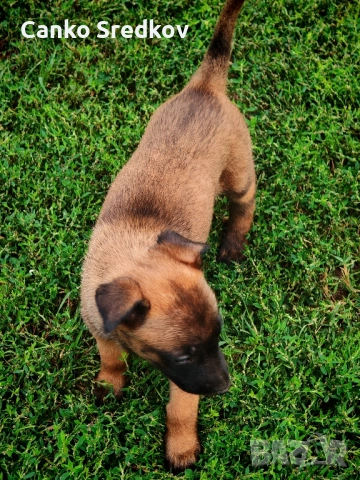 Продавам кученца малиноа!, снимка 1