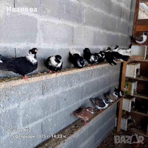 Гълъби декорация и д-р, снимка 12 - Гълъби - 52317736