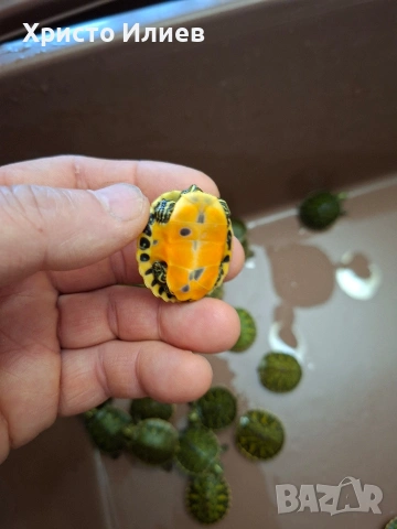 Продава червенокоремни костенурки , снимка 2 - Костенурки - 53648576