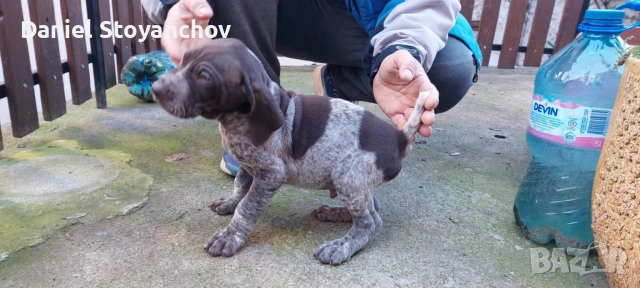 Чистокръвни курцхаари , снимка 6 - Курцхаар - 52946830