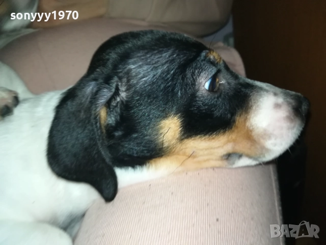 продваме ЖЕНСКИ ДЖАК РЪСЕЛ НА 2 МЕСЕЦА 2910251725, снимка 3 - Джак ръсел териер - 52225849