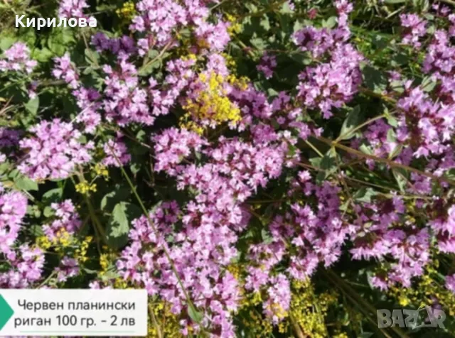 червен риган, снимка 1