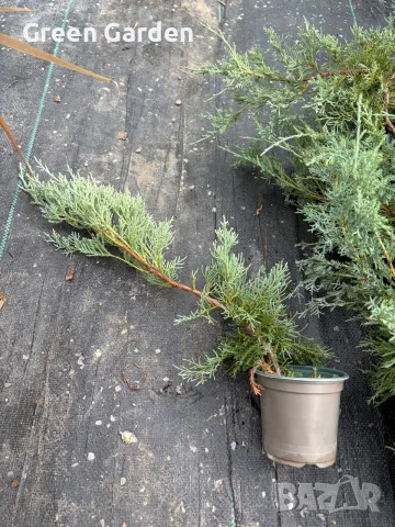 СРЕБРИСТА ХВОЙНА – Juniperus , снимка 4 - Градински цветя и растения - 56106977