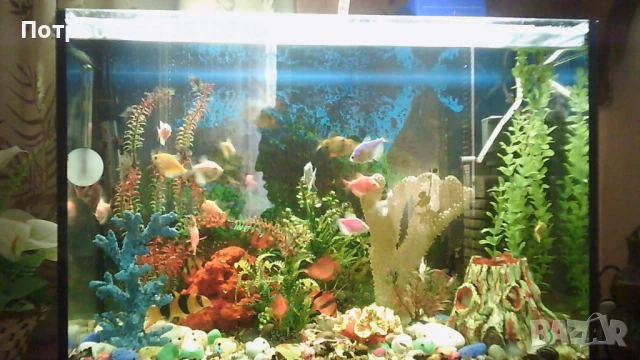Аквариум , снимка 2 - Аквариуми - 50773854