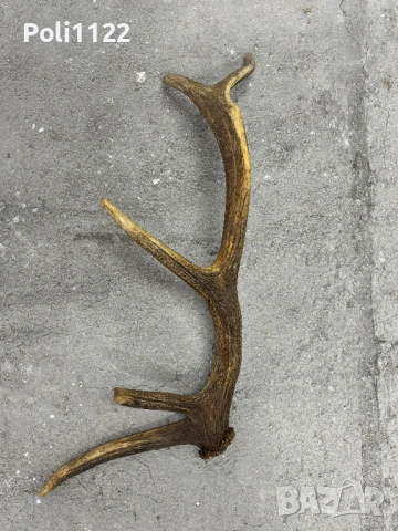 Рога от Елен, снимка 5 - Антикварни и старинни предмети - 53416337