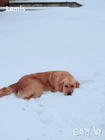 Голден Ретривар тарсим Дама , снимка 4 - Голдън ретривър - 53149860