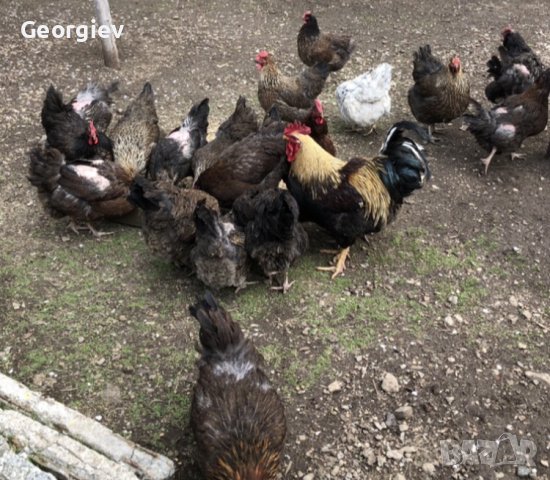 Катунски Кокошки и Петли , снимка 1