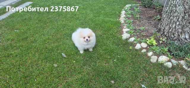 Мъжко померанче,померан