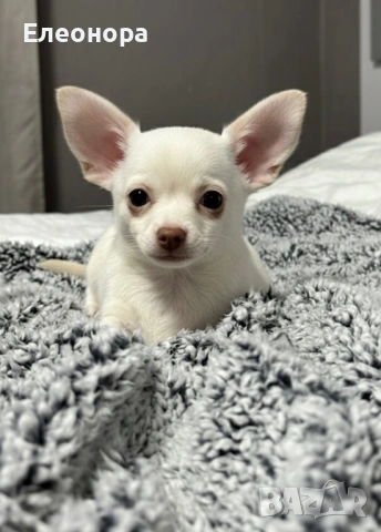 Прекрасно Чихуахуа Момченце 