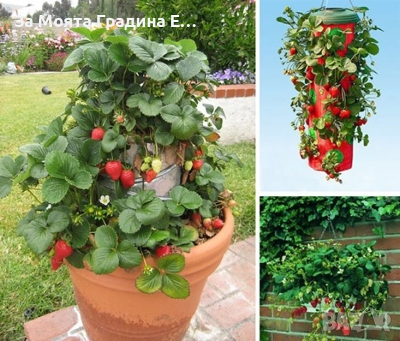 Ягоди 3 сорта, снимка 2 - Градински цветя и растения - 53623644