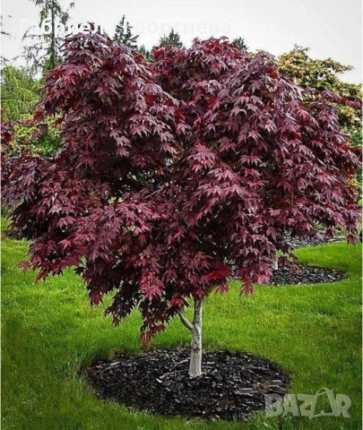 Японски клен/Acer palm. "Atropurpureum"