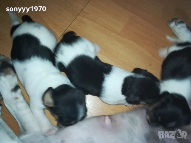 ДЖАК РЪСЕЛ-250ЛВ ЗА БРОЙ 0409251453, снимка 6 - Джак ръсел териер - 51605105