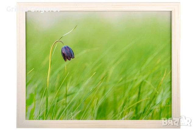 Фотокартина с шахматовидна ведрица