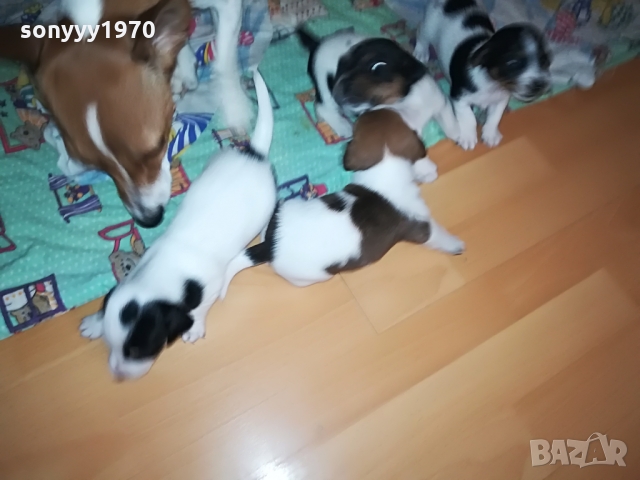 ДЖАКЧЕ-ЖЕНСКО 5 МЕСЕЦА БОНБОН 1103222003, снимка 16 - Джак ръсел териер - 36073476