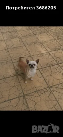 мъжко чихуахуа за разплод, снимка 1