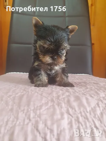 Yorkshire terrier, boy., снимка 2 - Йоркширски териер - 56050027