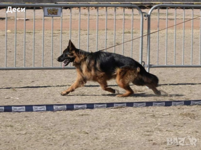 немска овчарка , снимка 6 - Немска овчарка - 53104551