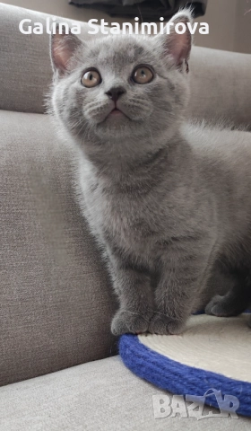 🩵 Мъжко котенце британче 🩵, снимка 2 - Британска късокосместа - 52814016