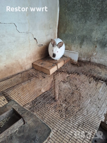 Зайци Калифорниец, снимка 2 - Други - 53486476