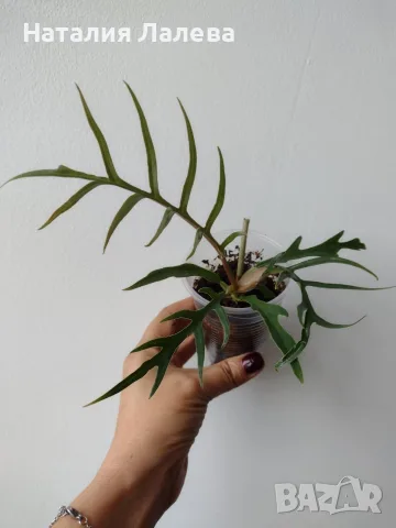 Филодендрон, philodendron Tortum, снимка 4 - Стайни растения - 56304723