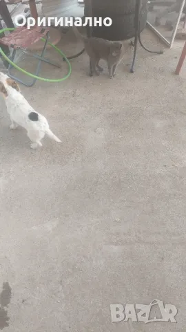 Джак ръсел 05.12.2024г , снимка 4 - Джак ръсел териер - 49945036