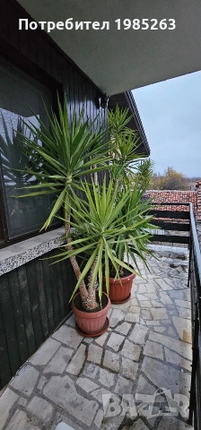 Слонска Юка 20 годишни, снимка 4 - Стайни растения - 52585108